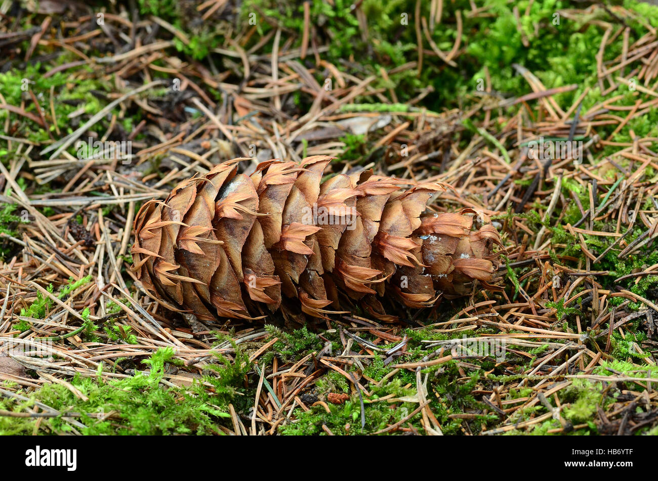 douglas, conifer, seeds, cones Stock Photo