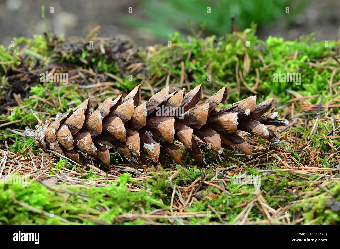 weymouth pine, conifer, seeds, cones Stock Photo