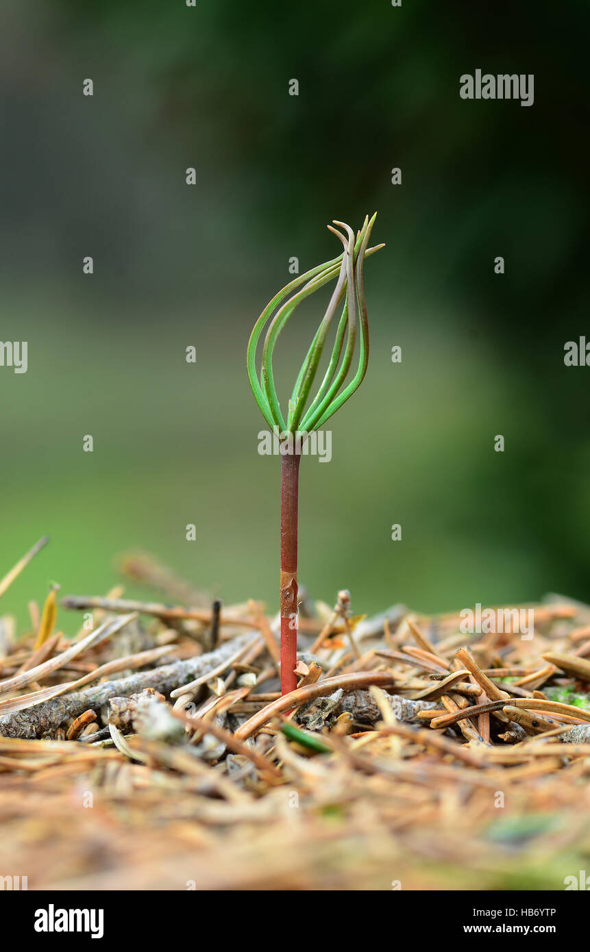 Fir Seedling High Resolution Stock Photography and Images Alamy