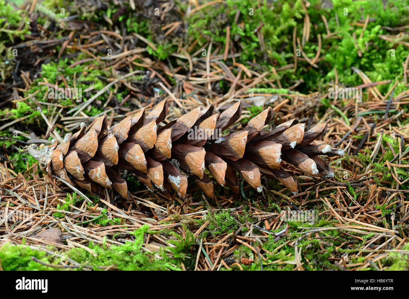 weymouth pine, conifer, seeds, cones Stock Photo