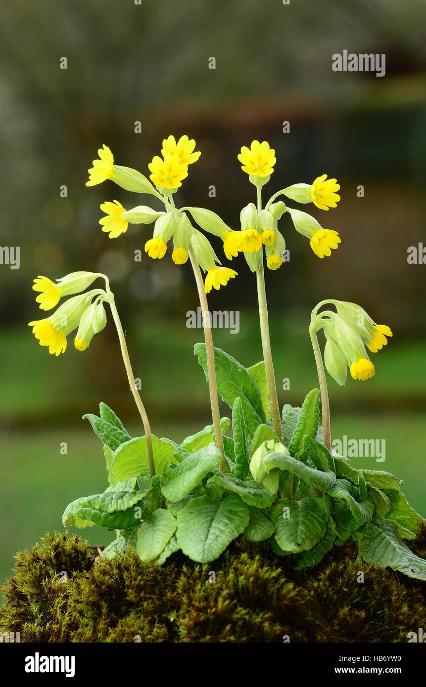 cowslip, spring cowslip, flower, Stock Photo