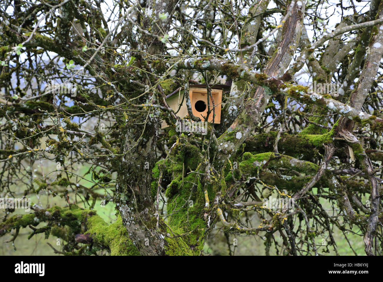 Nesting box for Little Owl Stock Photo