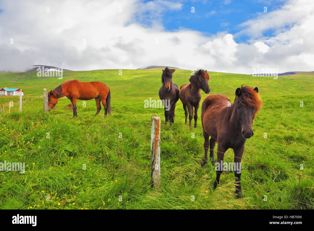 Well-groomed horses  a meadow near the farm Stock Photo