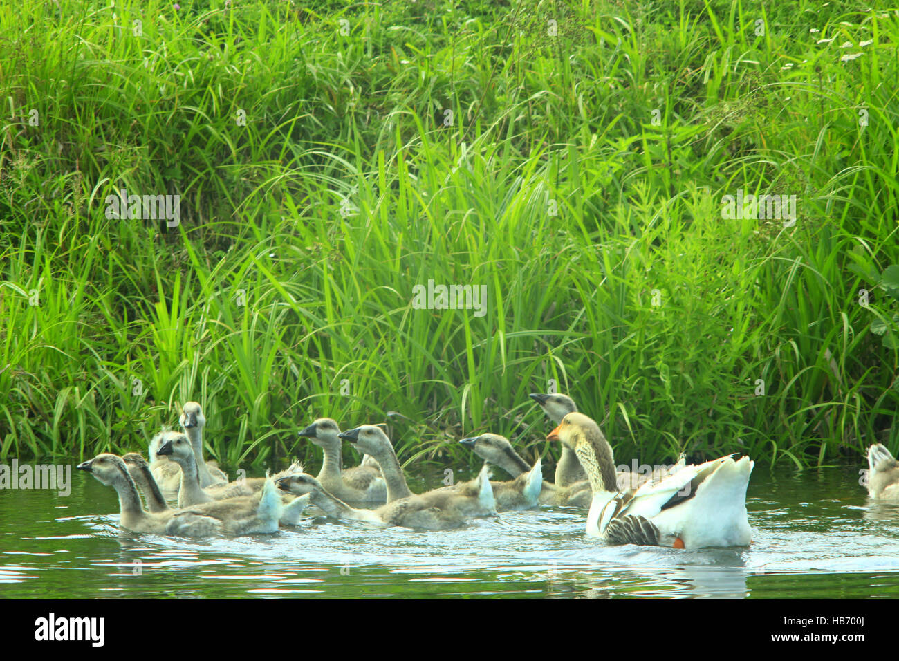hatch of white geese swimming on the water Stock Photo