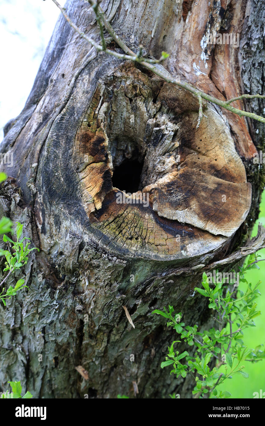 Nesting hole in apple tree Stock Photo