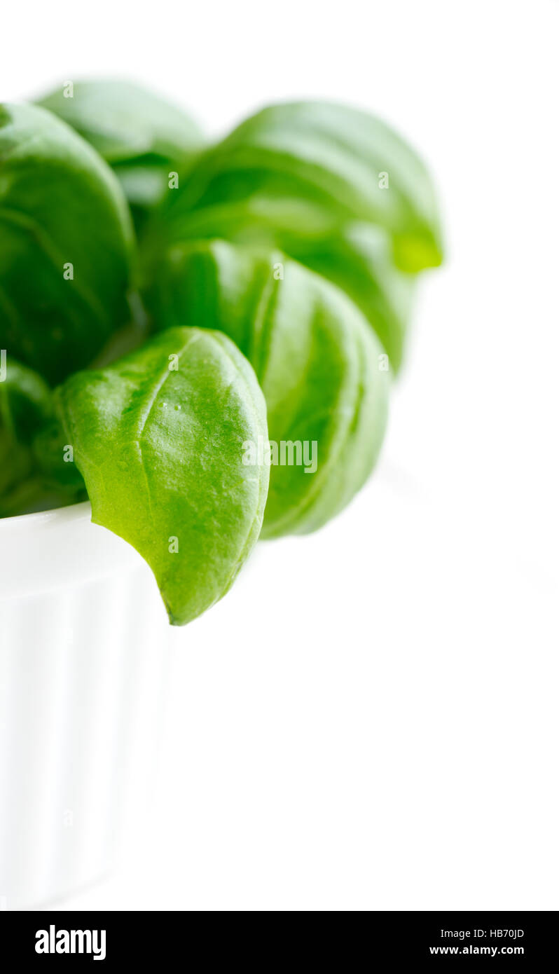 basil plant in the flower pot Stock Photo