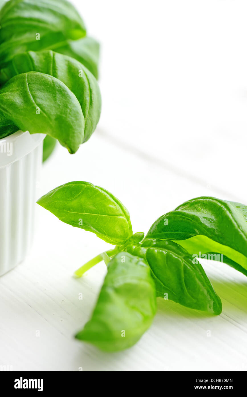 basil plant in the flower pot Stock Photo