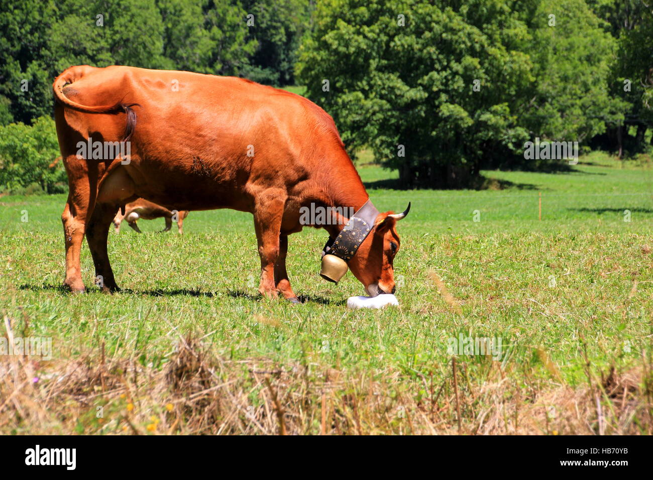 Brown cow with a bell is licking on a salt block Stock Photo