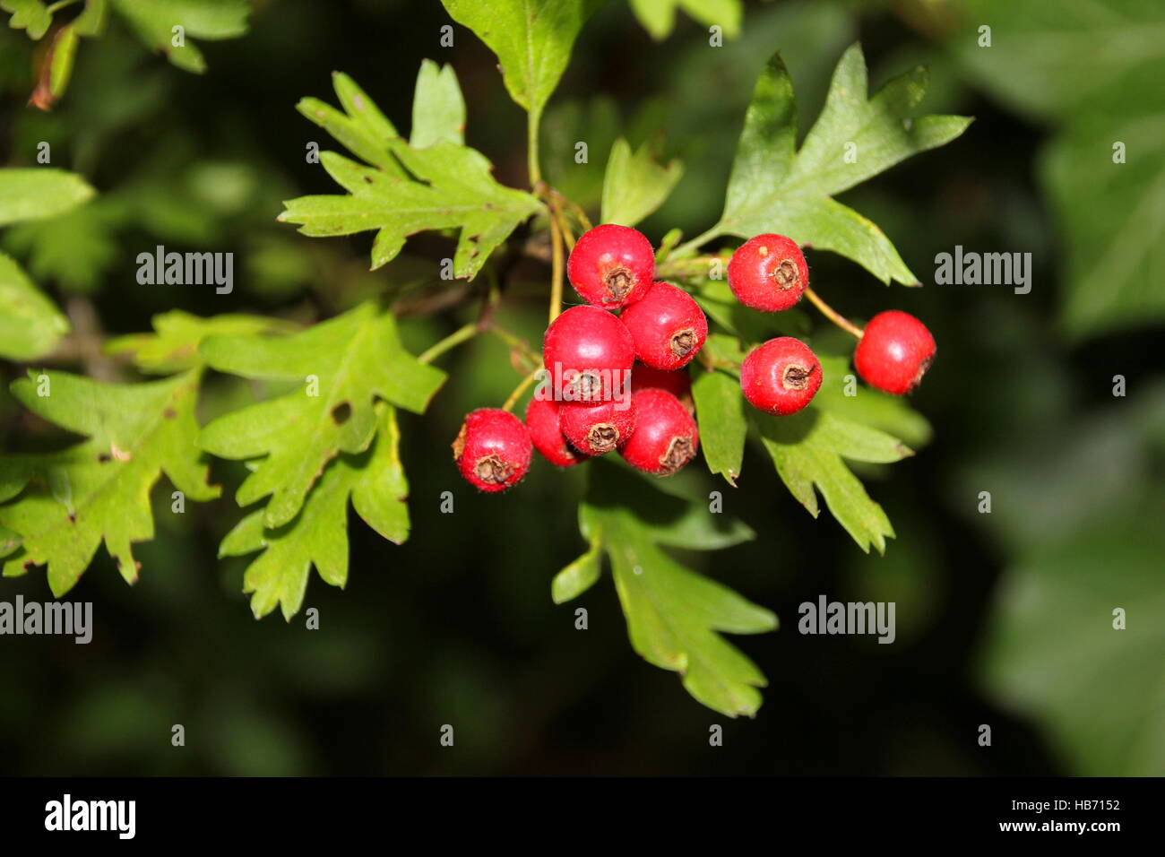 Weissdorn herbal plant with is good for the heart Stock Photo
