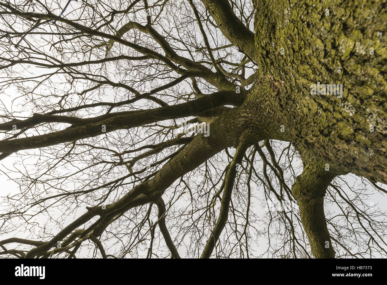 Tree outline with branches stock photo alamy