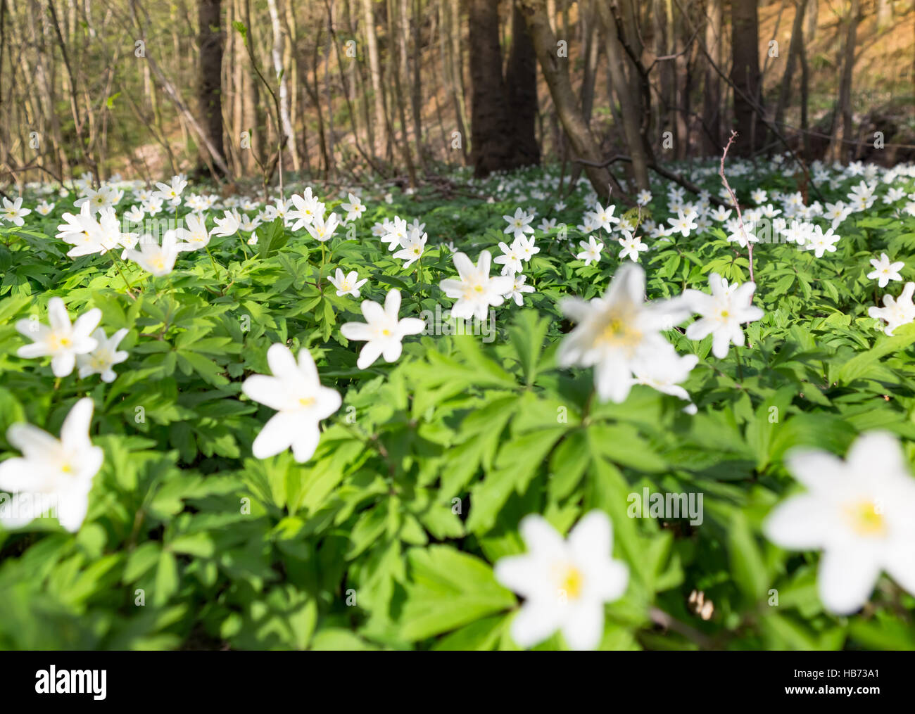 Anemone in the forest Stock Photo