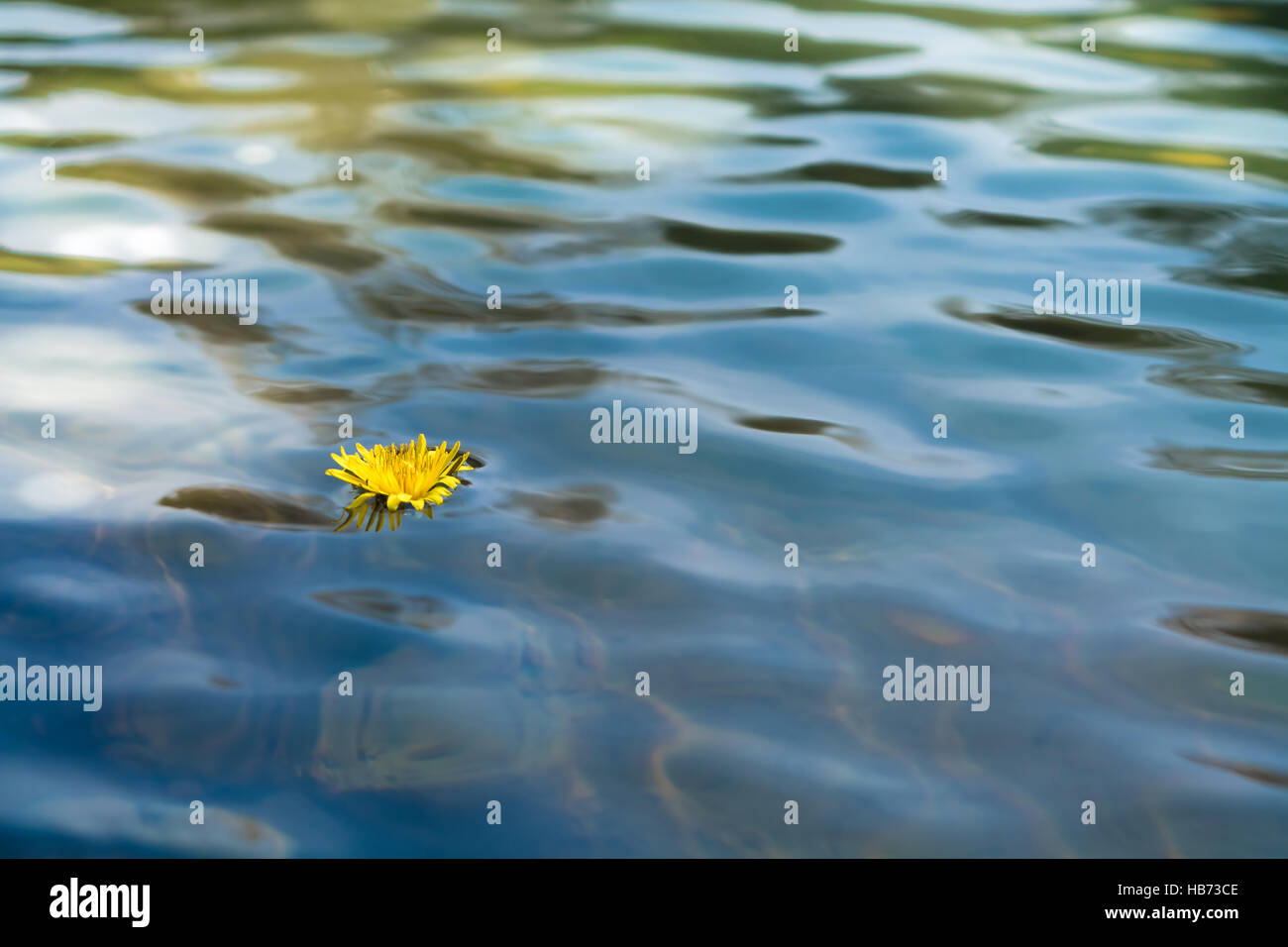 Dandelion flower in water Stock Photo