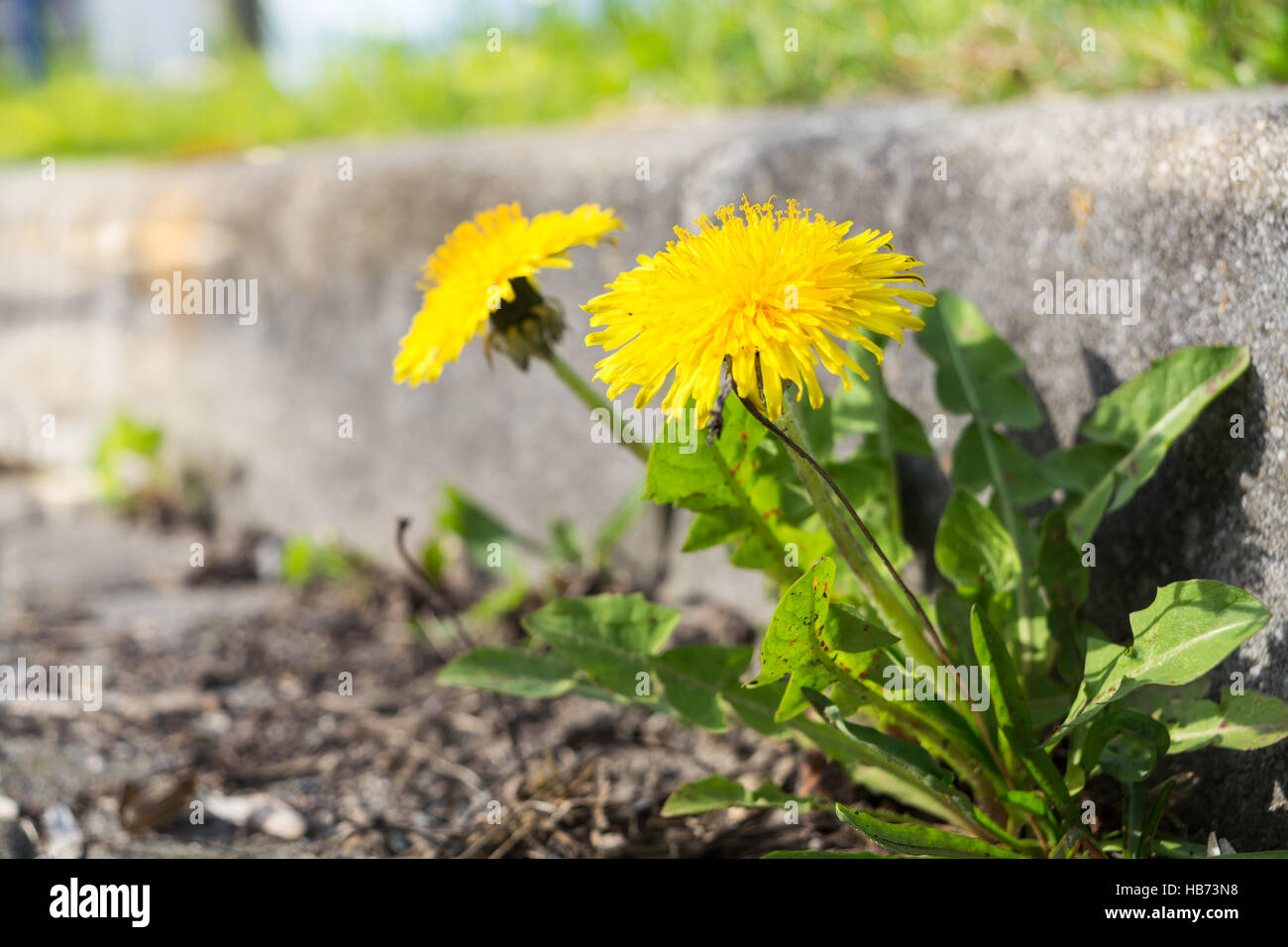 Dandelion at the curb Stock Photo