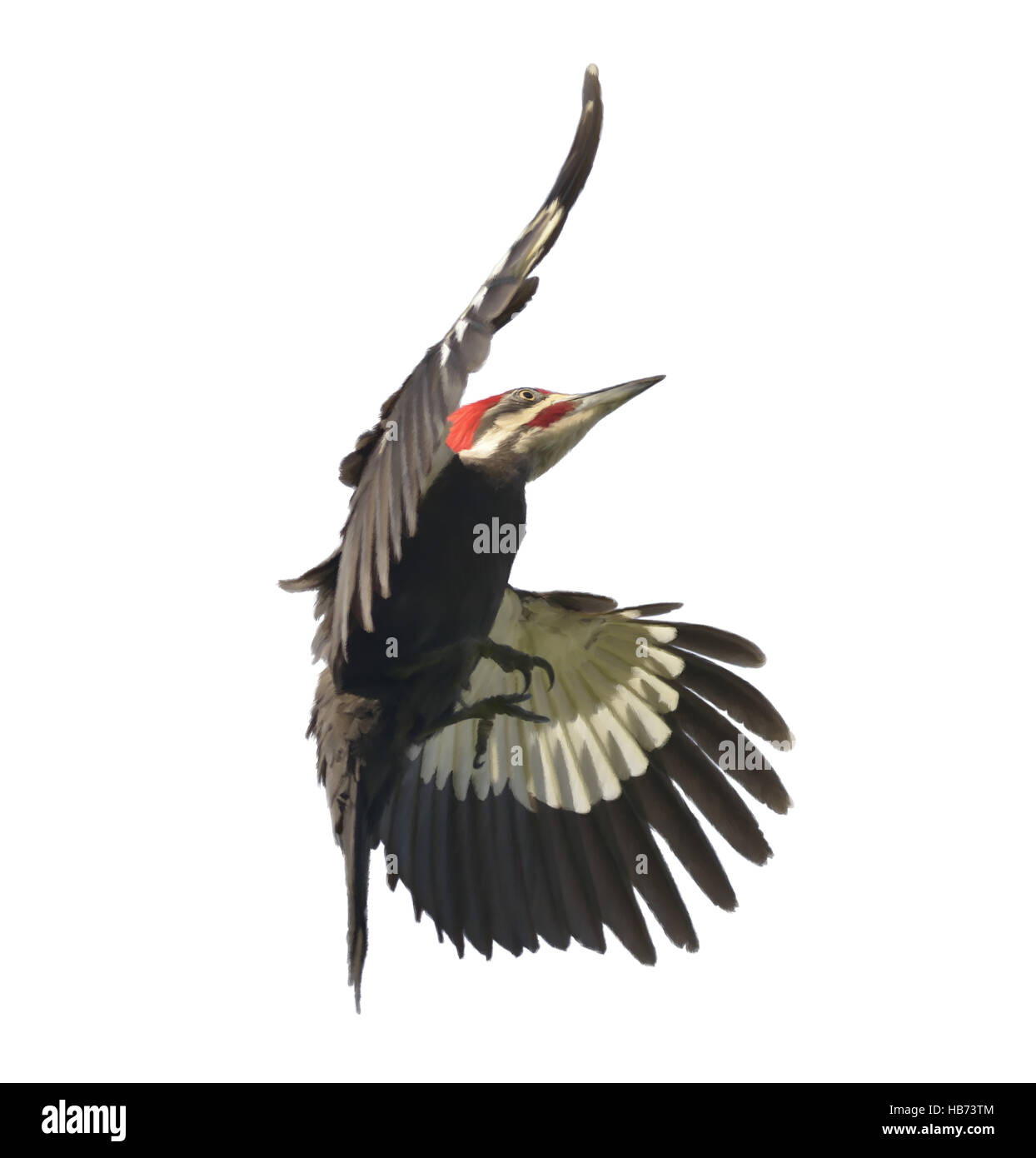 Pileated Woodpecker Watercolor Stock Photo