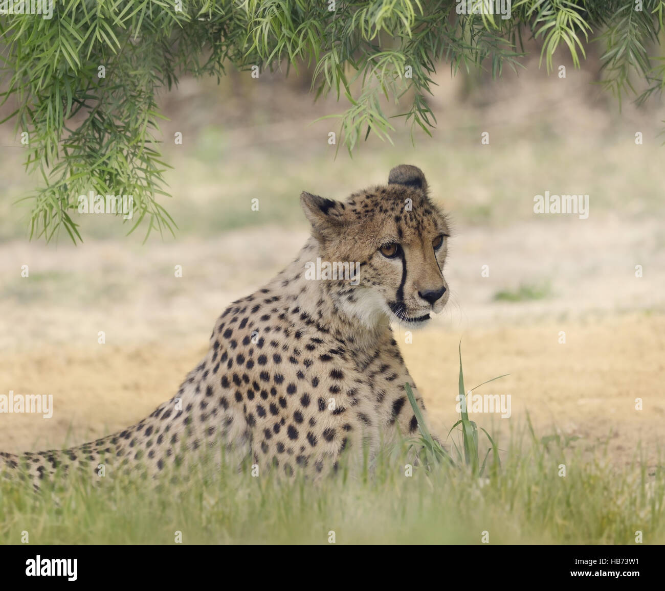Cheetah (Acinonyx jubatus) Resting Stock Photo