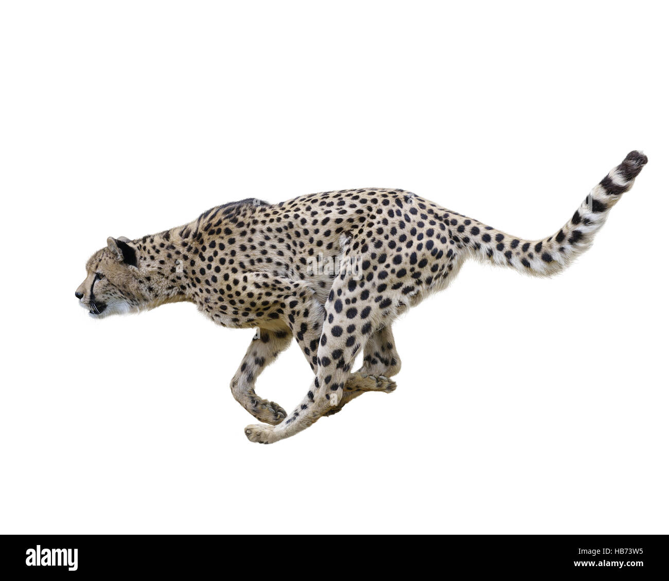 Cheetah (Acinonyx jubatus) Running Stock Photo