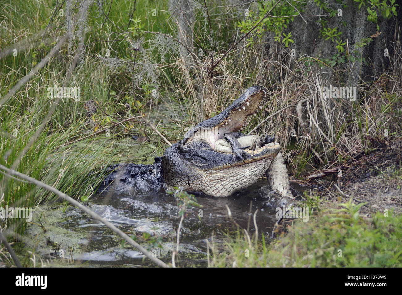 Large Florida Alligator Eating Stock Photo