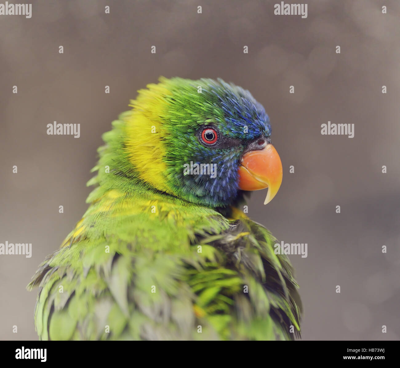 Parrot (Rainbow Lorikeet) Stock Photo