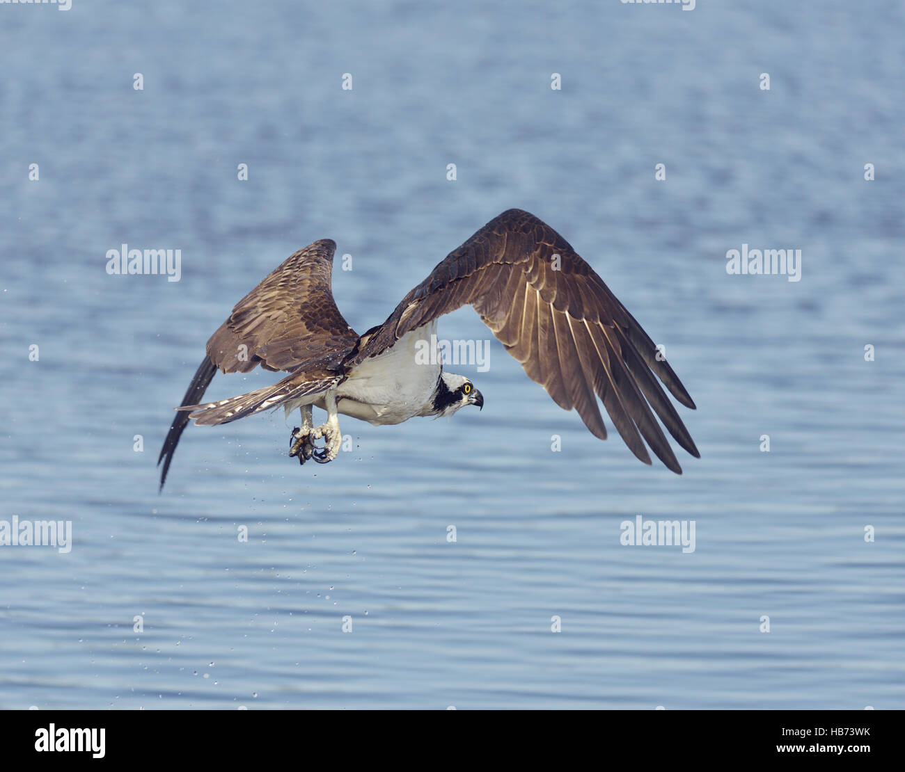 Osprey Eagle Fishing Stock Photo