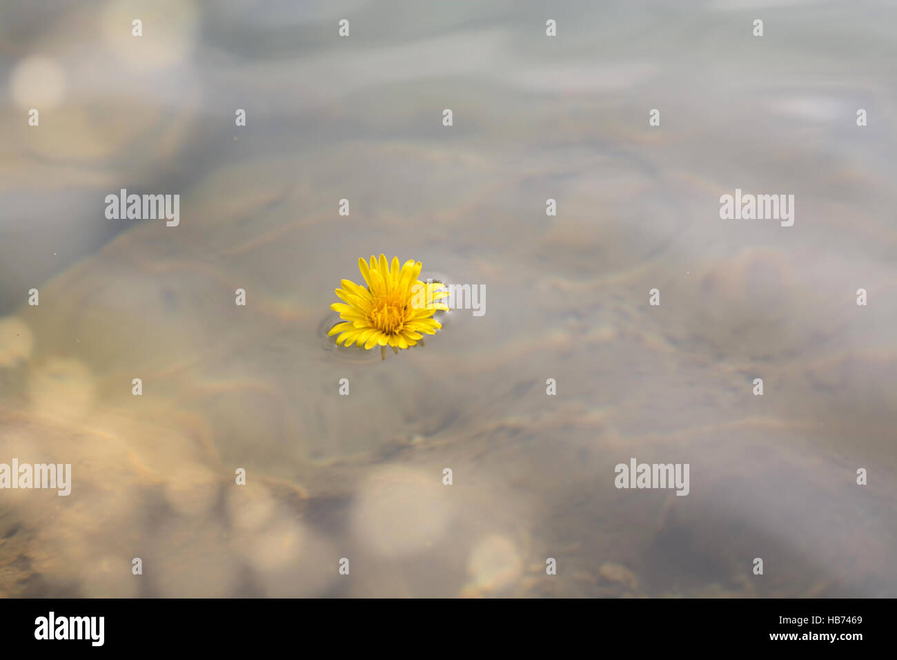 Dandelion flower in water Stock Photo
