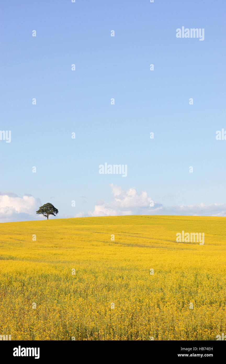 Single tree on a hill in a field of yellow rapeseed Stock Photo