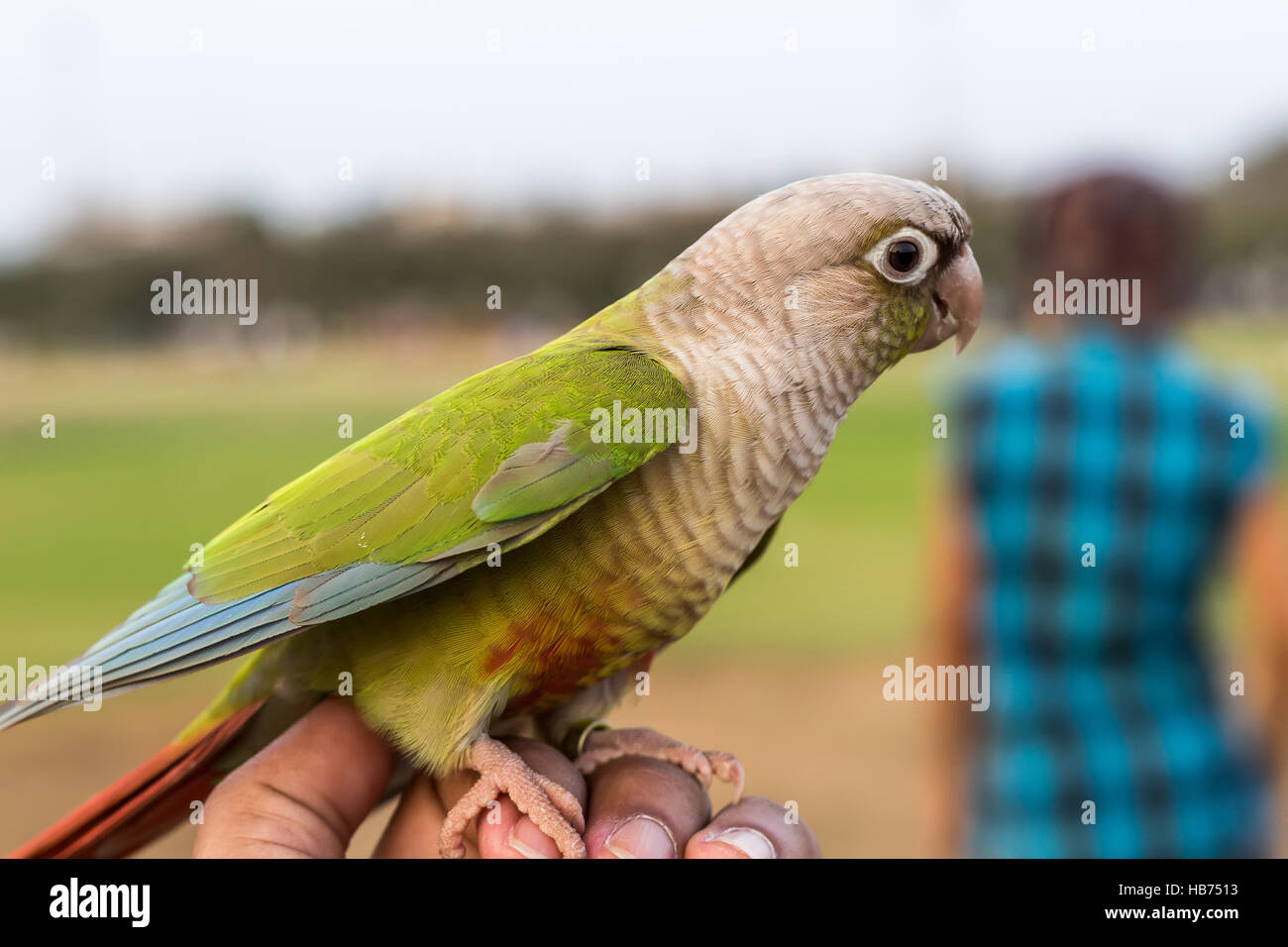 Cute Parrot on the hand in the park Stock Photo - Alamy