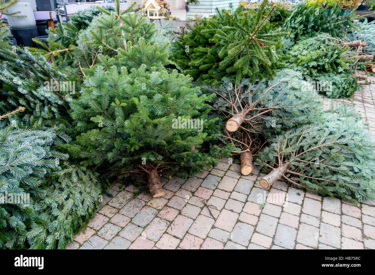 Nordman fir trees for sale at Christmas the advantage of this variety is that the needles are soft and do not fall Stock Photo