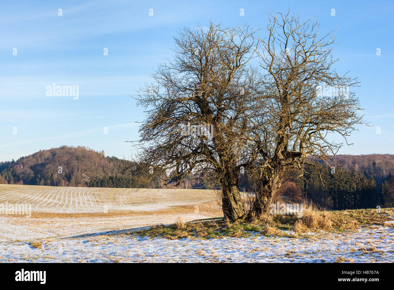einzeln stehender Baum Harzlandschaft Stock Photo