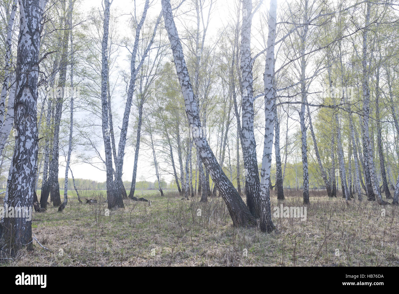 spring birch forest Stock Photo