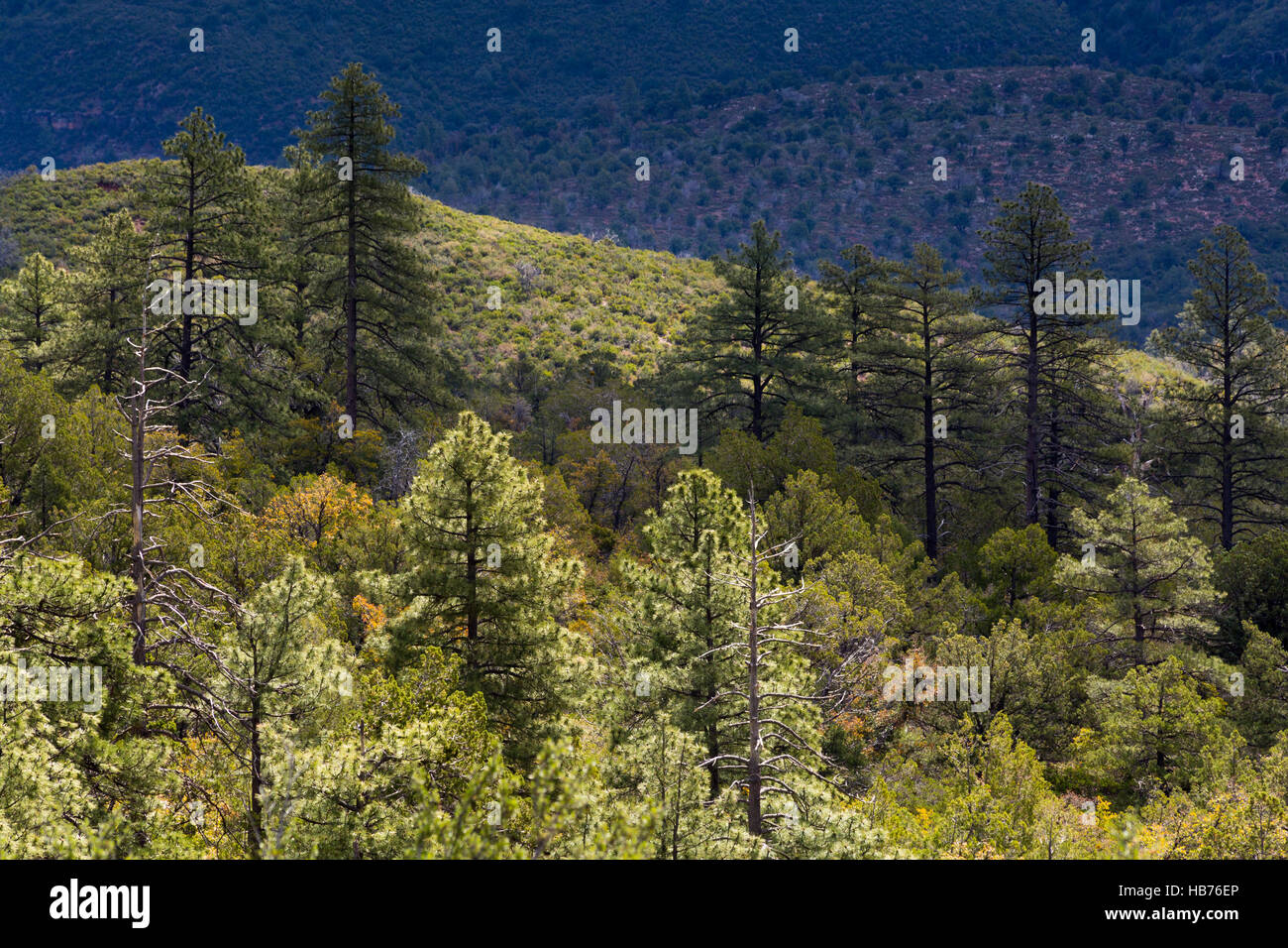 Large ponderosa pine trees in a desert forest along the Highline Trail