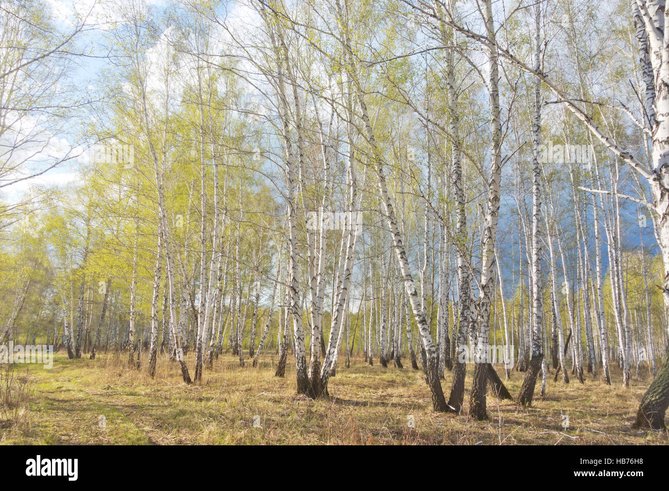 spring birch forest Stock Photo - Alamy