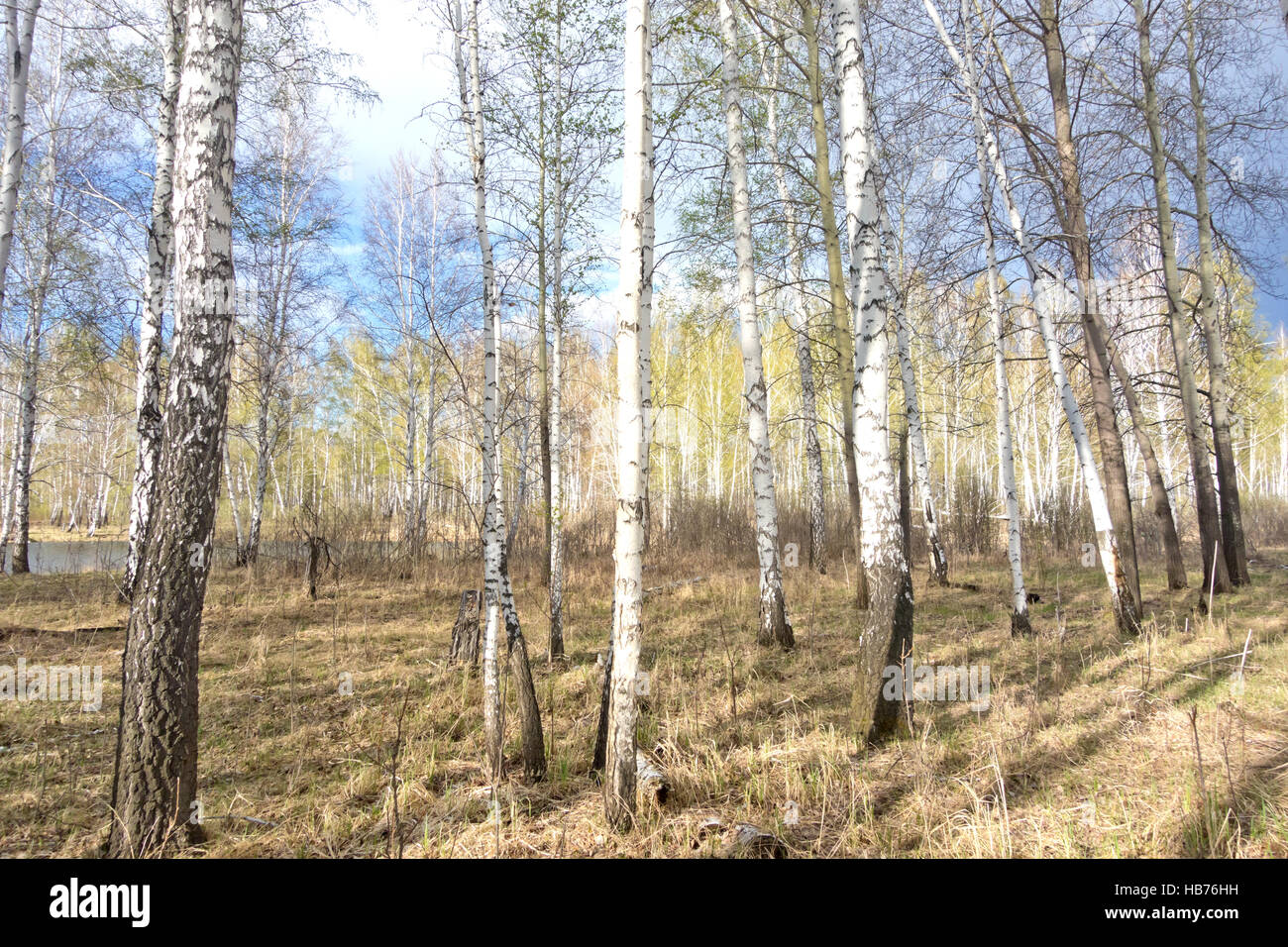 spring birch forest Stock Photo - Alamy