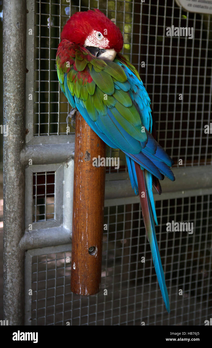 Papageien essen hires stock photography and images Alamy