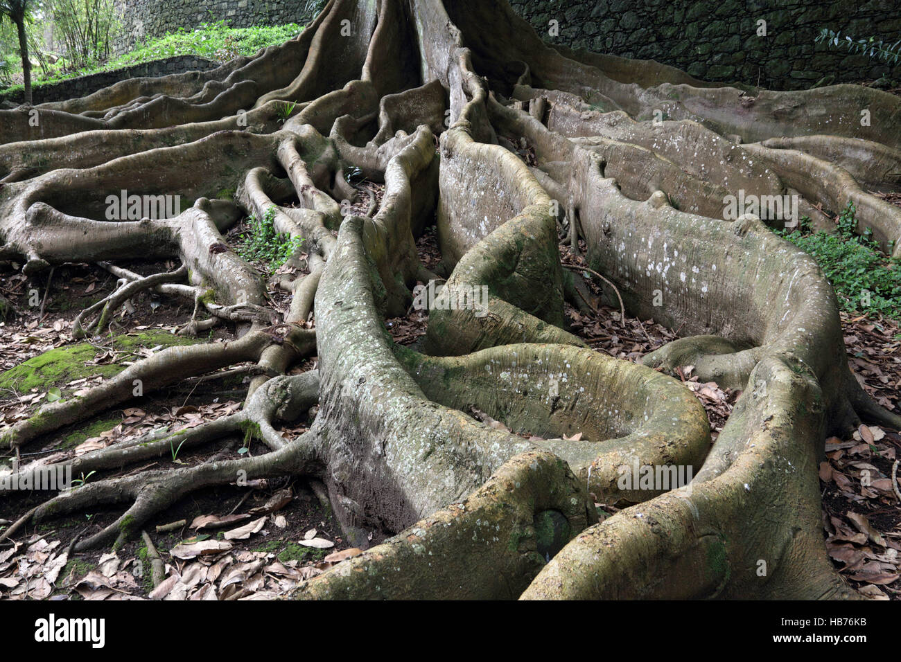Ficus macrophylla, butress roots, Azores Stock Photo