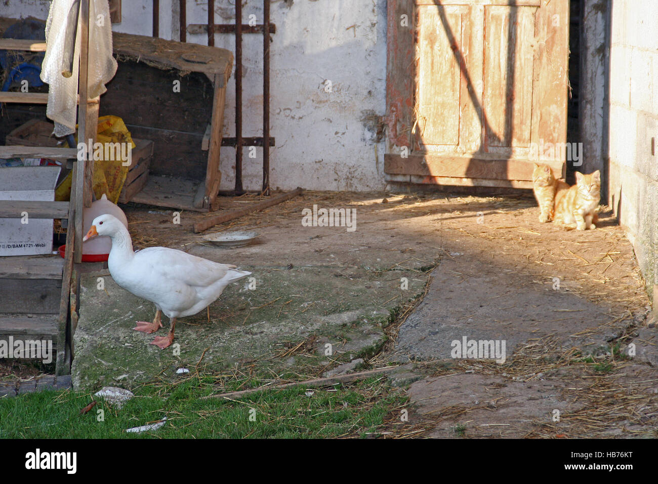 Geese house hires stock photography and images Alamy