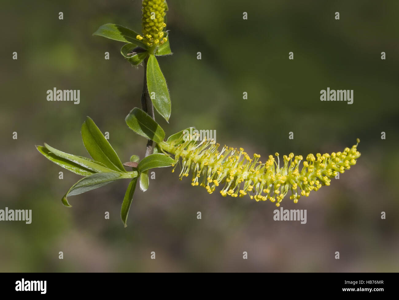 willow catkin Salix spec. Stock Photo