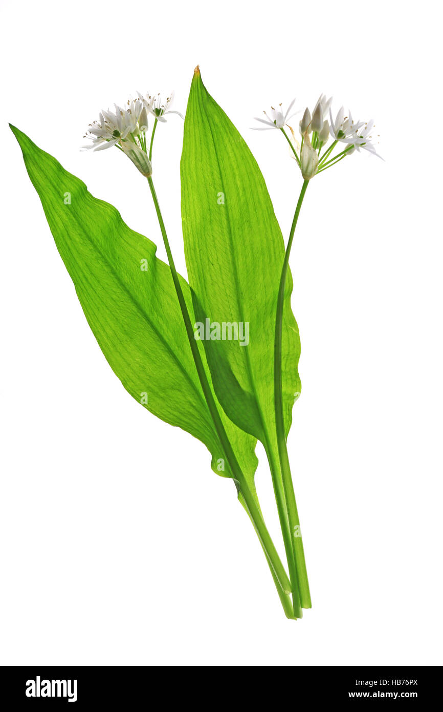 Wild garlic (Allium ursinum) Stock Photo