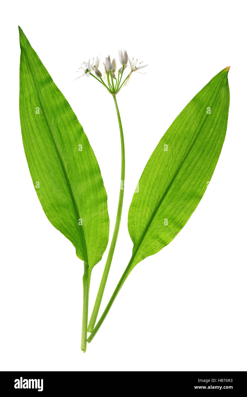 Wild garlic (Allium ursinum) Stock Photo