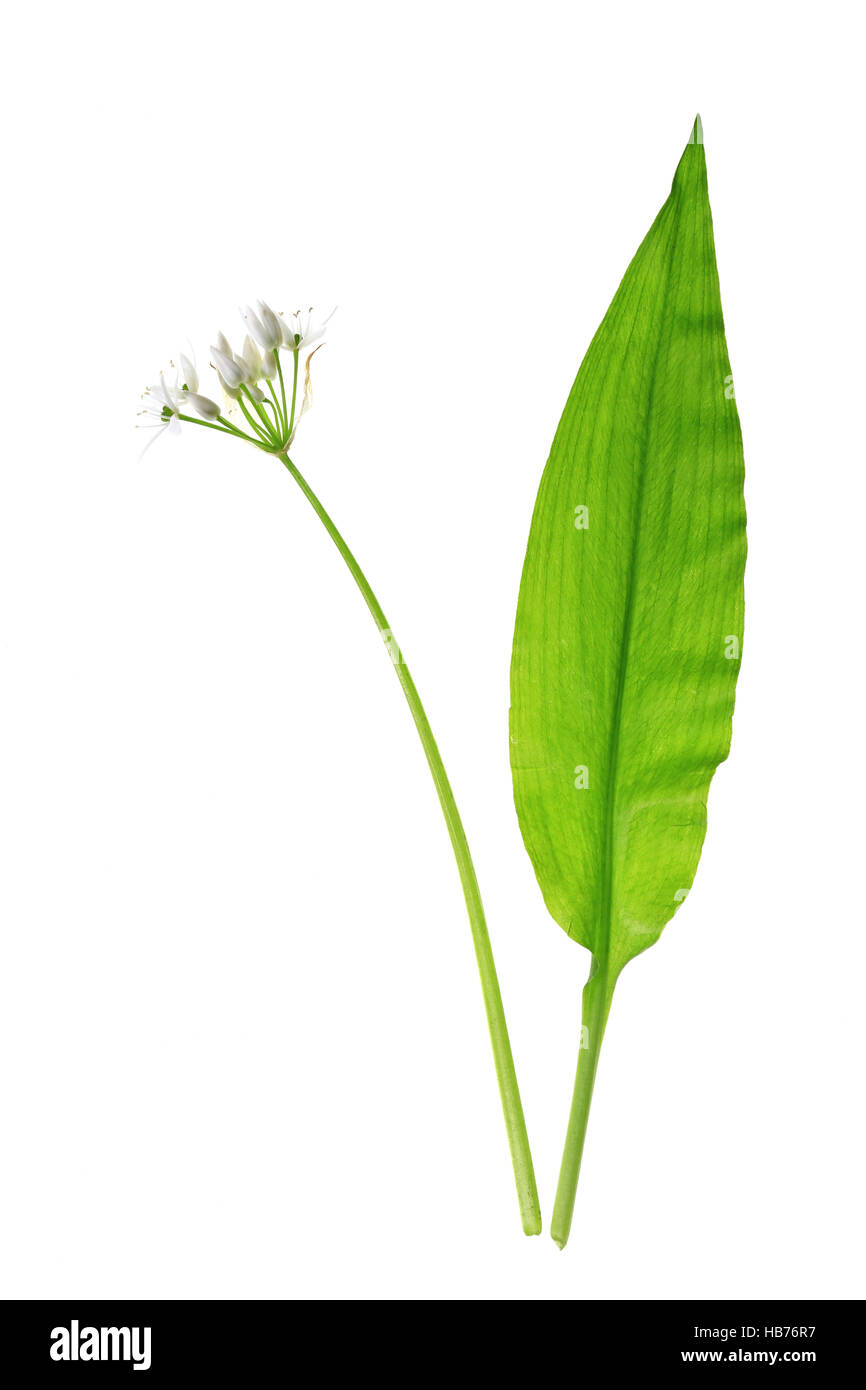 Wild garlic (Allium ursinum) Stock Photo