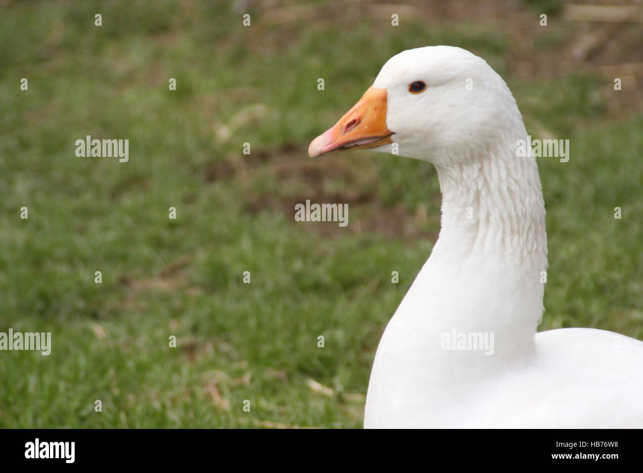 house geese Stock Photo