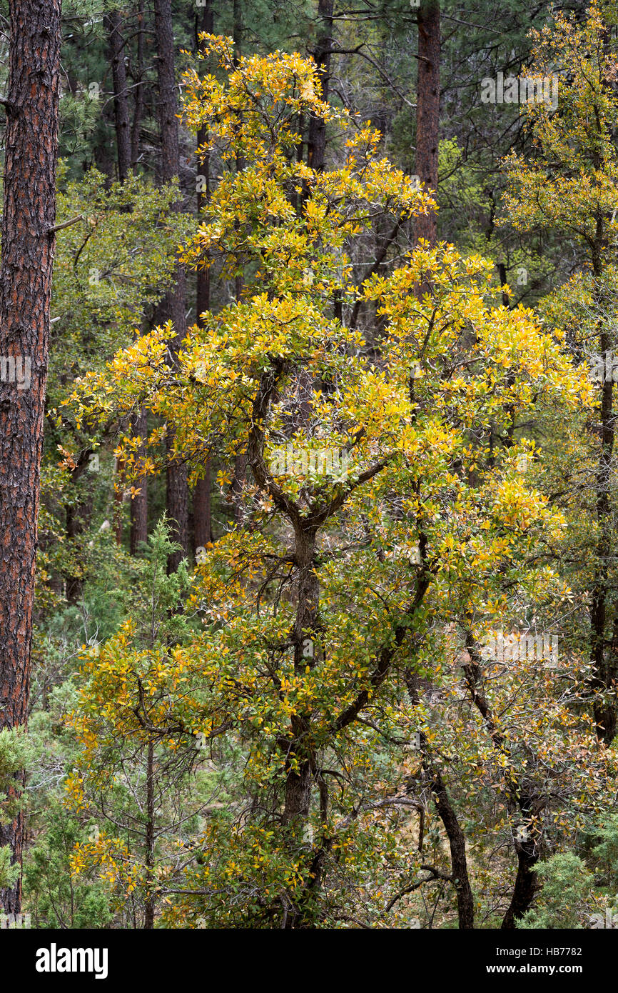 A large oak tree among ponderosa pine trees along the Highline Trail below the Mogollon Rim. Coconino National Forest, Arizona Stock Photo