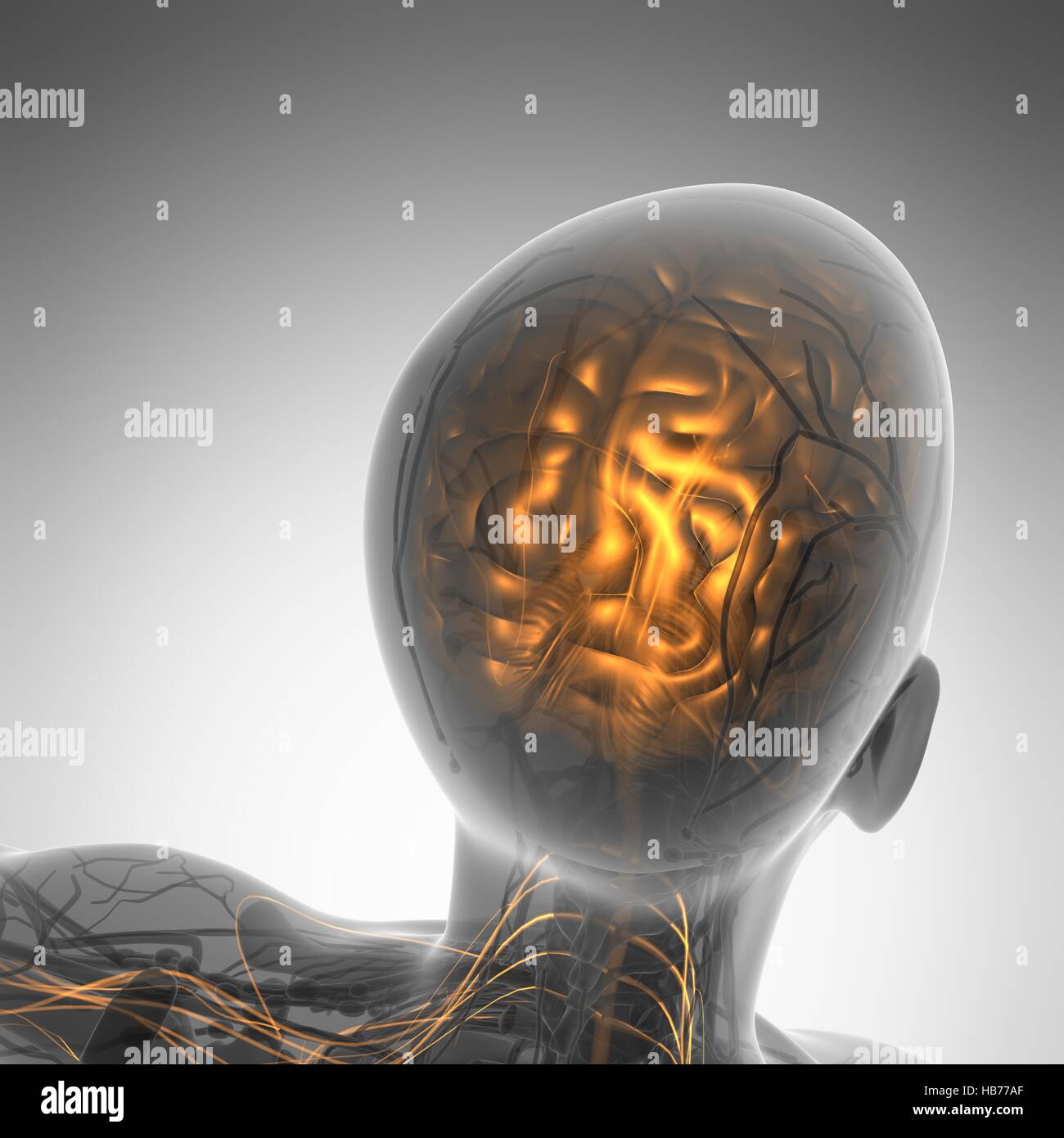 science anatomy of human brain in x-ray Stock Photo - Alamy