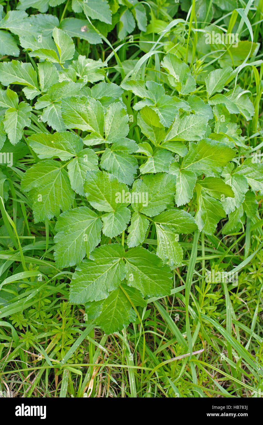 This weed is known from almost every gardener: Aegopodium podagraria, the Ground elder or Goutweed, from the family Apiaceae Stock Photo