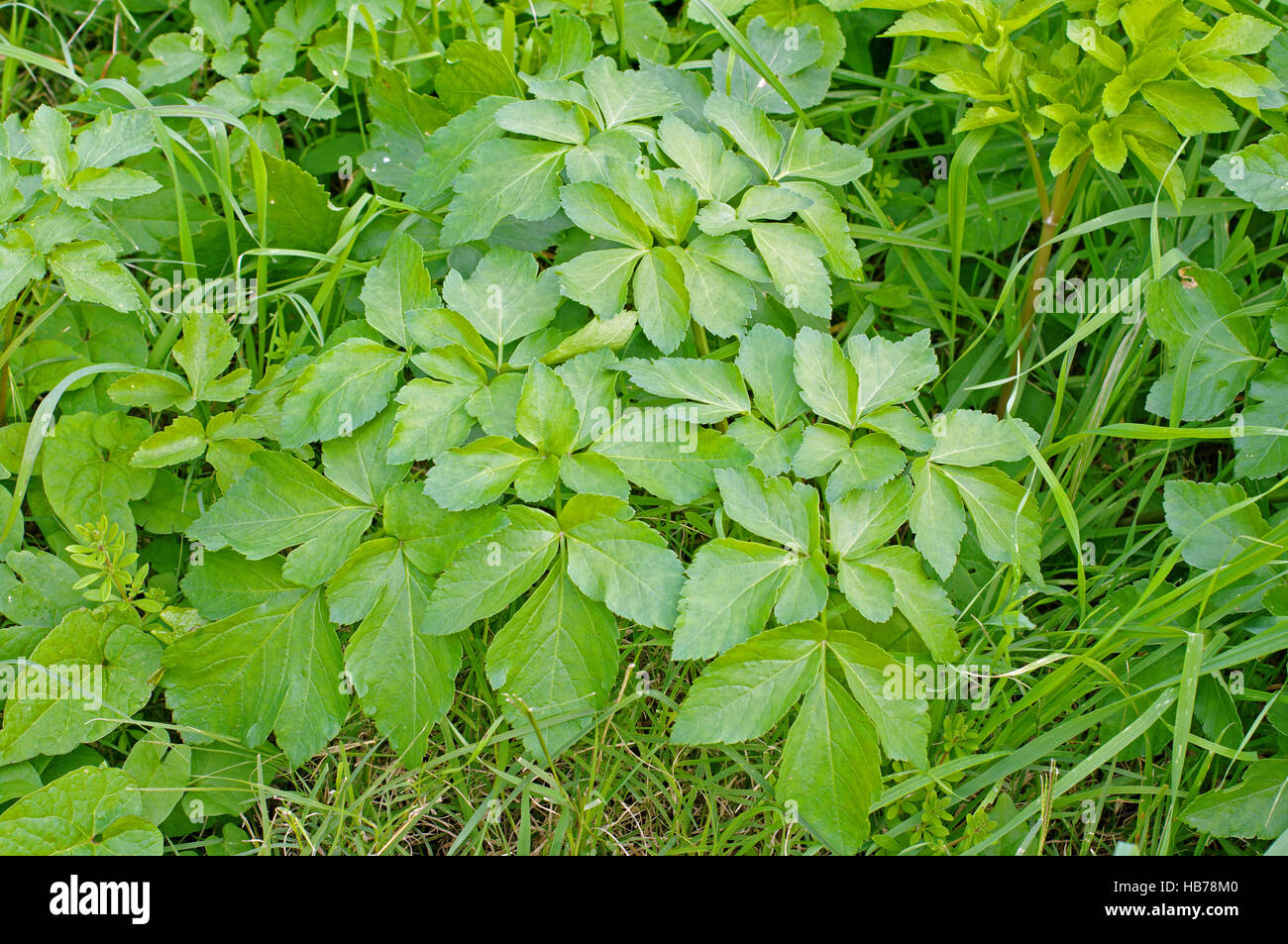 This is Aegopodium podagraria, the Ground elder or Goutweed, from the family Apiaceae Stock Photo