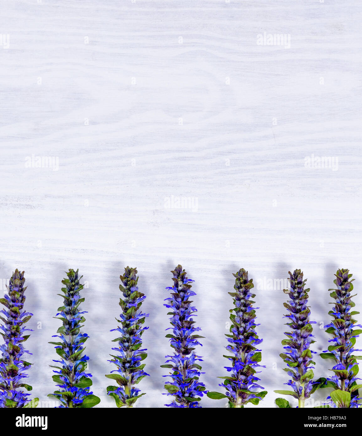 Blue wild flowers on white wood background Stock Photo