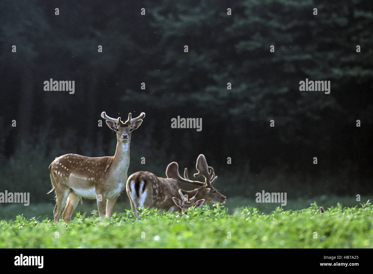 Fallow Deer bucks with velvet-covered antlers Stock Photo