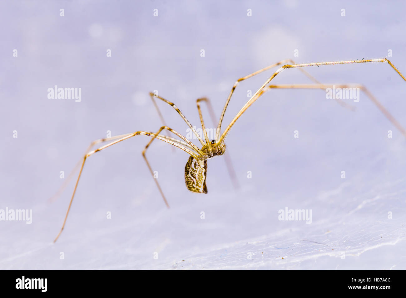 Keller Spinne High Resolution Stock Photography and Images - Alamy