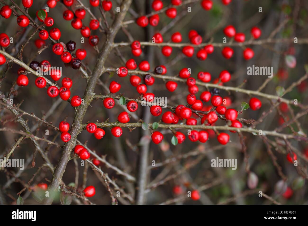 Red berries on a Cotoneaster bush Stock Photo