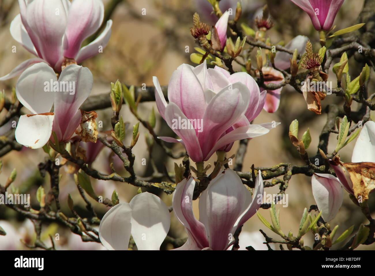 Planting magnolia tree hi-res stock photography and images - Alamy