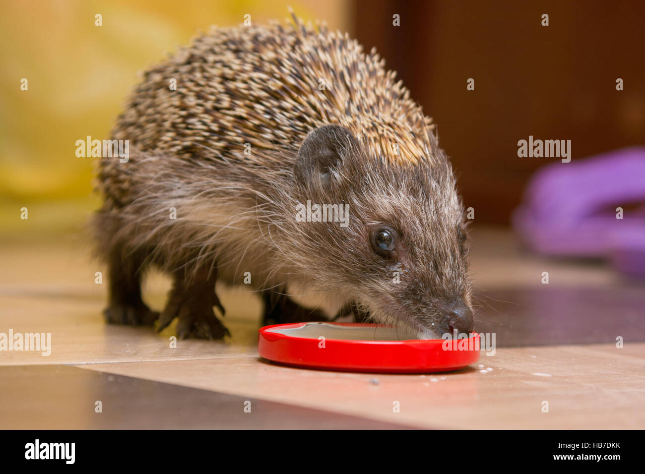 Hedgehog drinking milk with caps at home Stock Photo